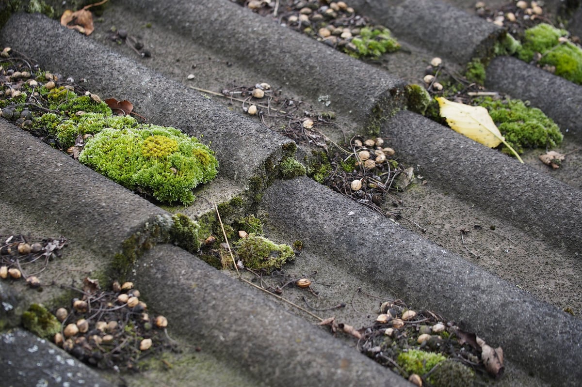 roof moss removal on a South Hill home in Spokane showing thick green moss between shingles