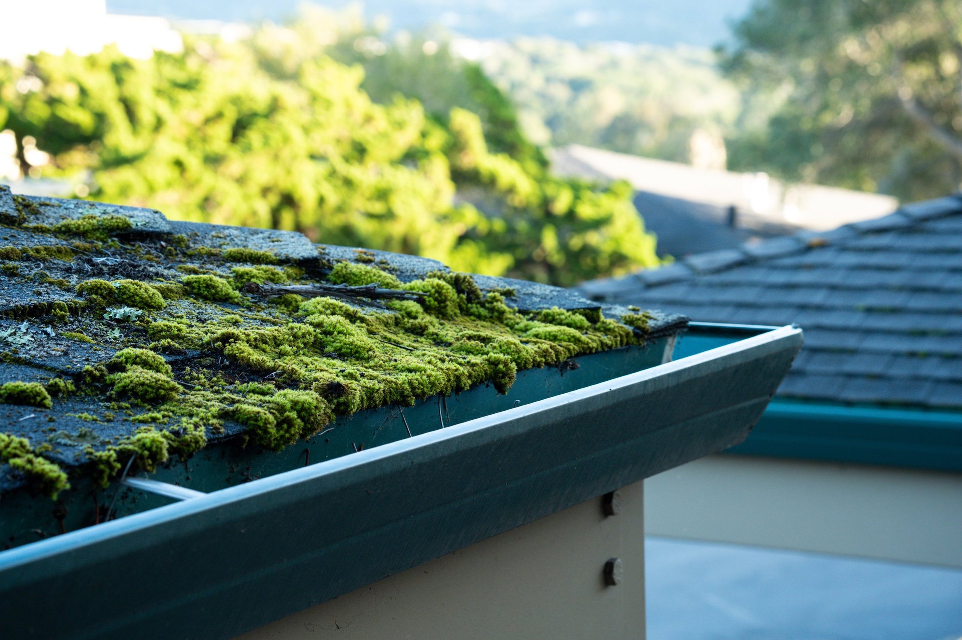 roof moss removal on a Spokane home with green moss on the shingles