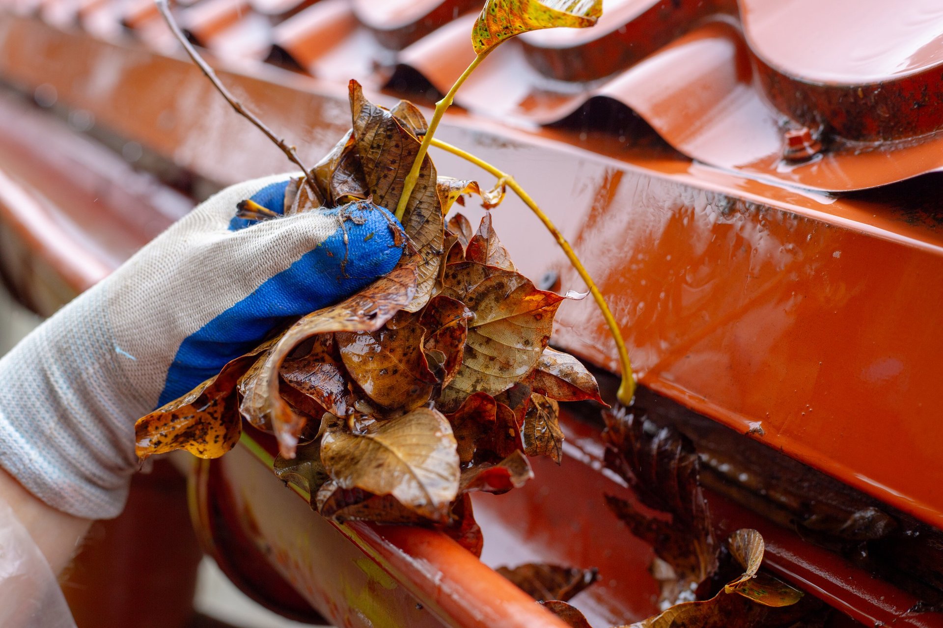 A hand in a plastic sleeve and blue glove removes wet brown leaves from a red roof gutter