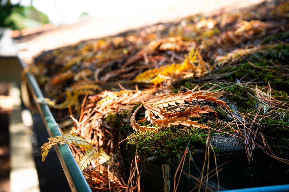 A close-up view of a residential gutter overflowing with fallen leaves, pine needles, and green moss